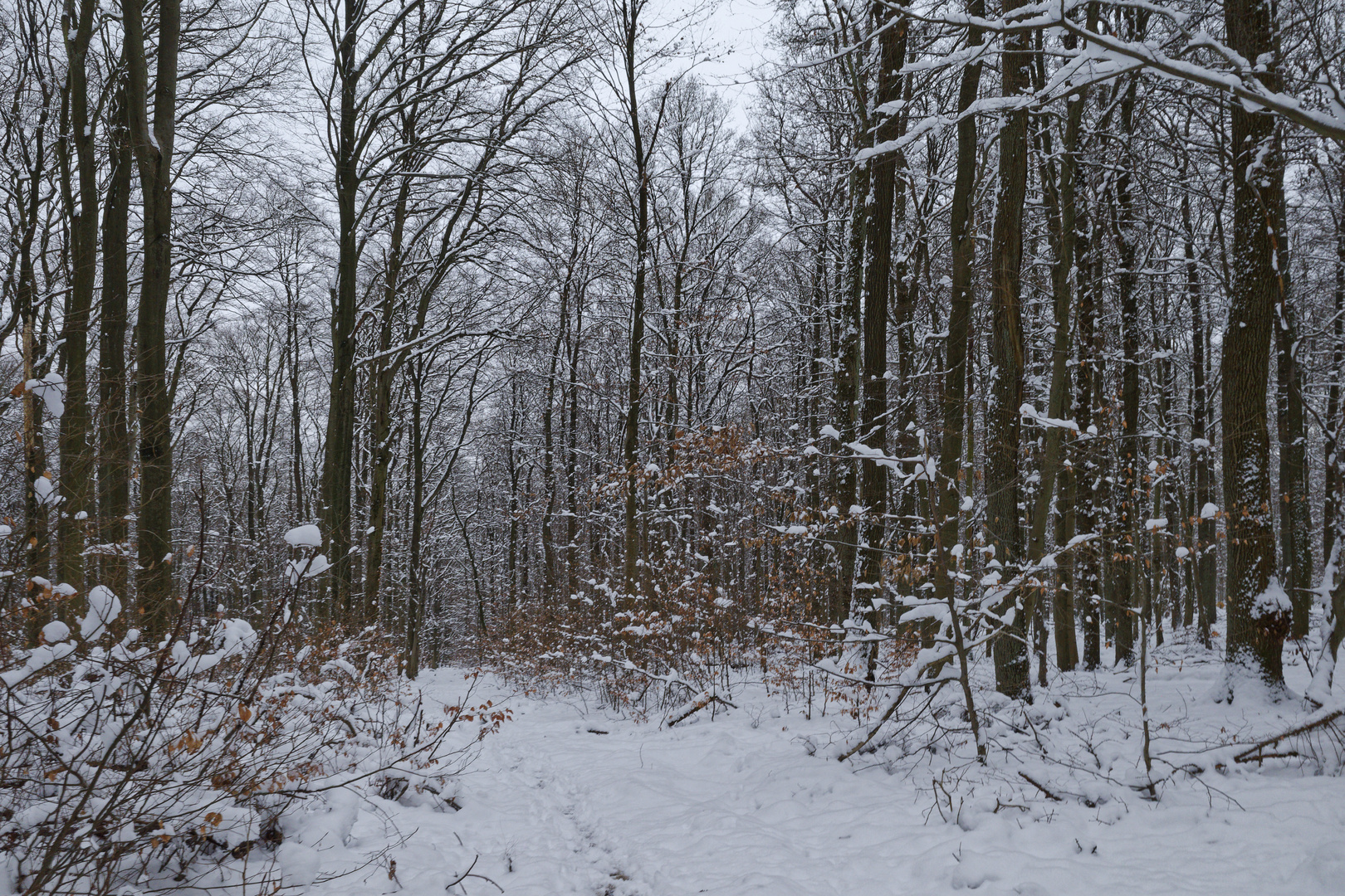 Waldmotive, hier: Winterimpressionen im Laubwald (8)