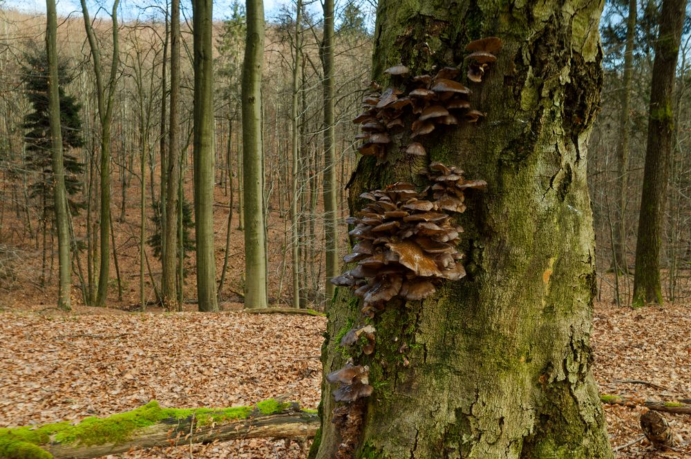 Waldmotive, hier: Winterimpressionen im Laubwald