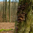 Waldmotive, hier: Winterimpressionen im Laubwald