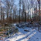 Waldmotive, hier: Winterimpressionen im Laubwald (9)