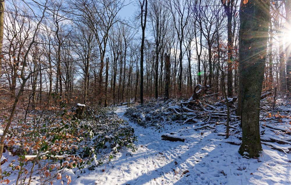 Waldmotive, hier: Winterimpressionen im Laubwald (9)