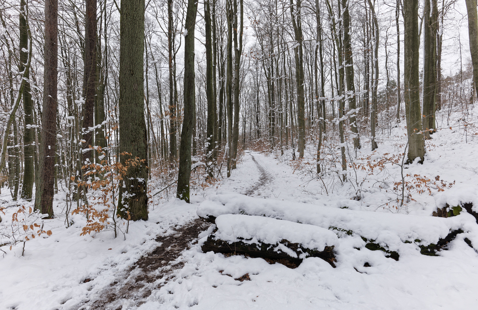 Waldmotive, hier: Winterimpressionen im Laubwald (9)