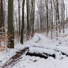 Waldmotive, hier: Winterimpressionen im Laubwald (9)
