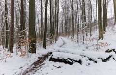 Waldmotive, hier: Winterimpressionen im Laubwald (9)