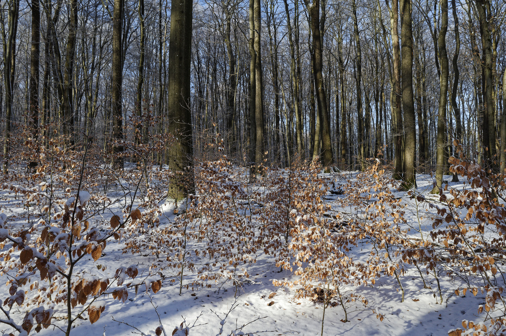 Waldmotive, hier: Winterimpressionen im Laubwald