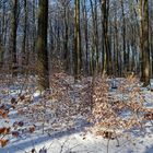 Waldmotive, hier: Winterimpressionen im Laubwald