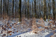 Waldmotive, hier: Winterimpressionen im Laubwald