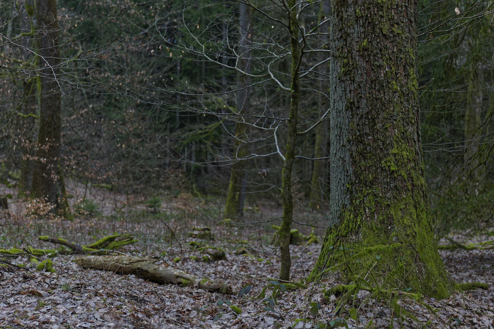 Waldmotive, hier: Winterimpressionen im Ottweiler Wald