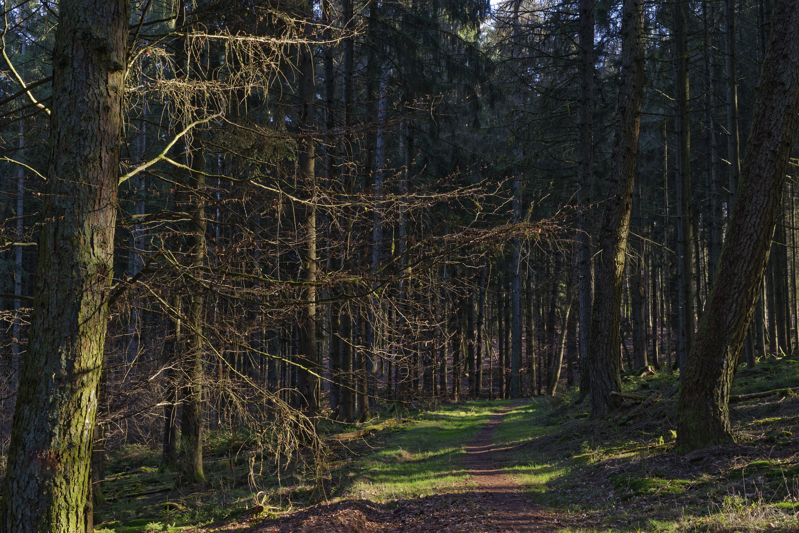 Waldmotive, hier: Winterlicht im Fichtenwald