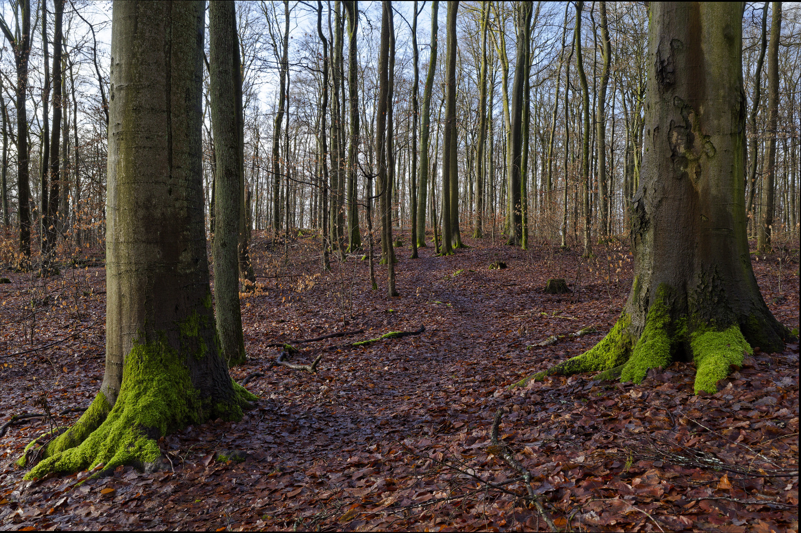 Waldmotive, hier: Winterlicht im Laubwald