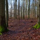 Waldmotive, hier: Winterlicht im Laubwald