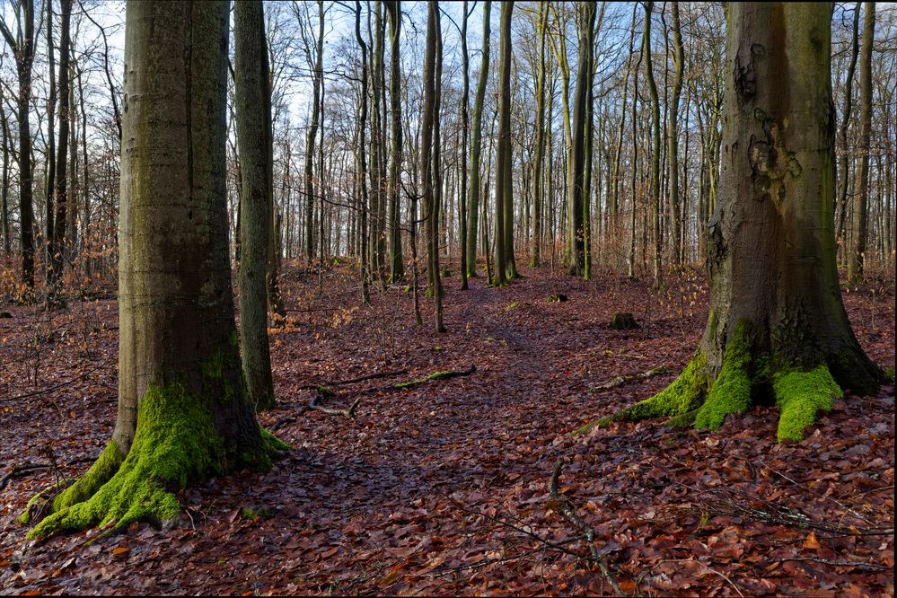 Waldmotive, hier: Winterlicht im Laubwald