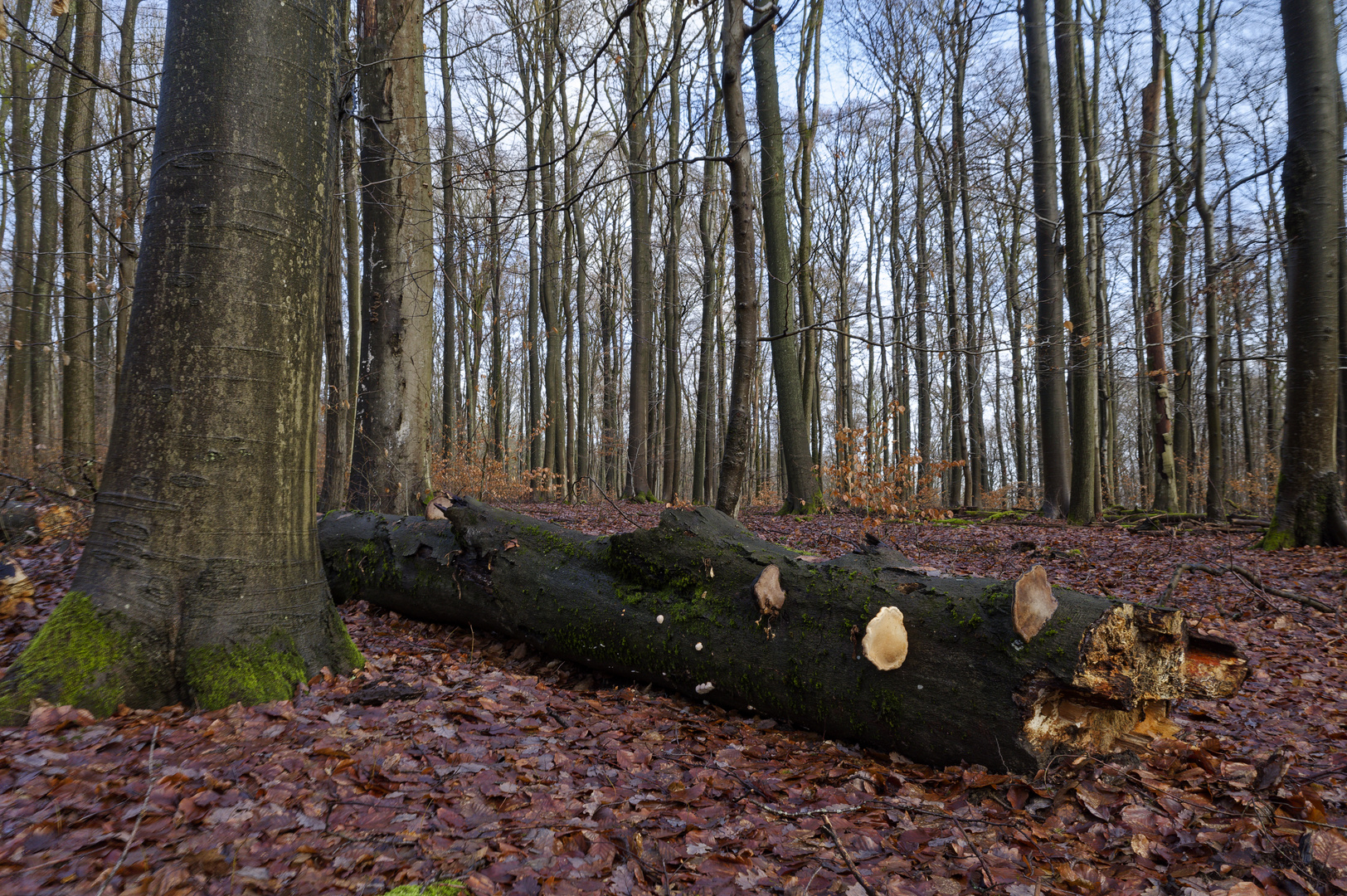 Waldmotive, hier: Winterlicht im Laubwald