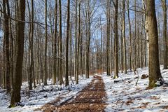 Waldmotive, hier: Winterlicht im Laubwald