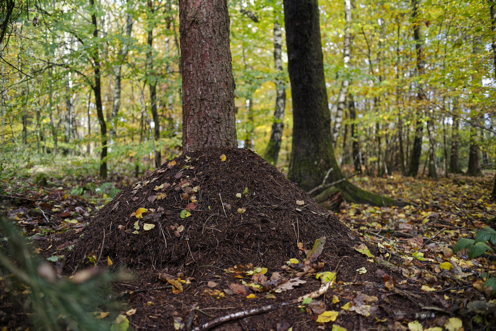 Waldmotive, hier: Winterruhe im Ameisenland (2)