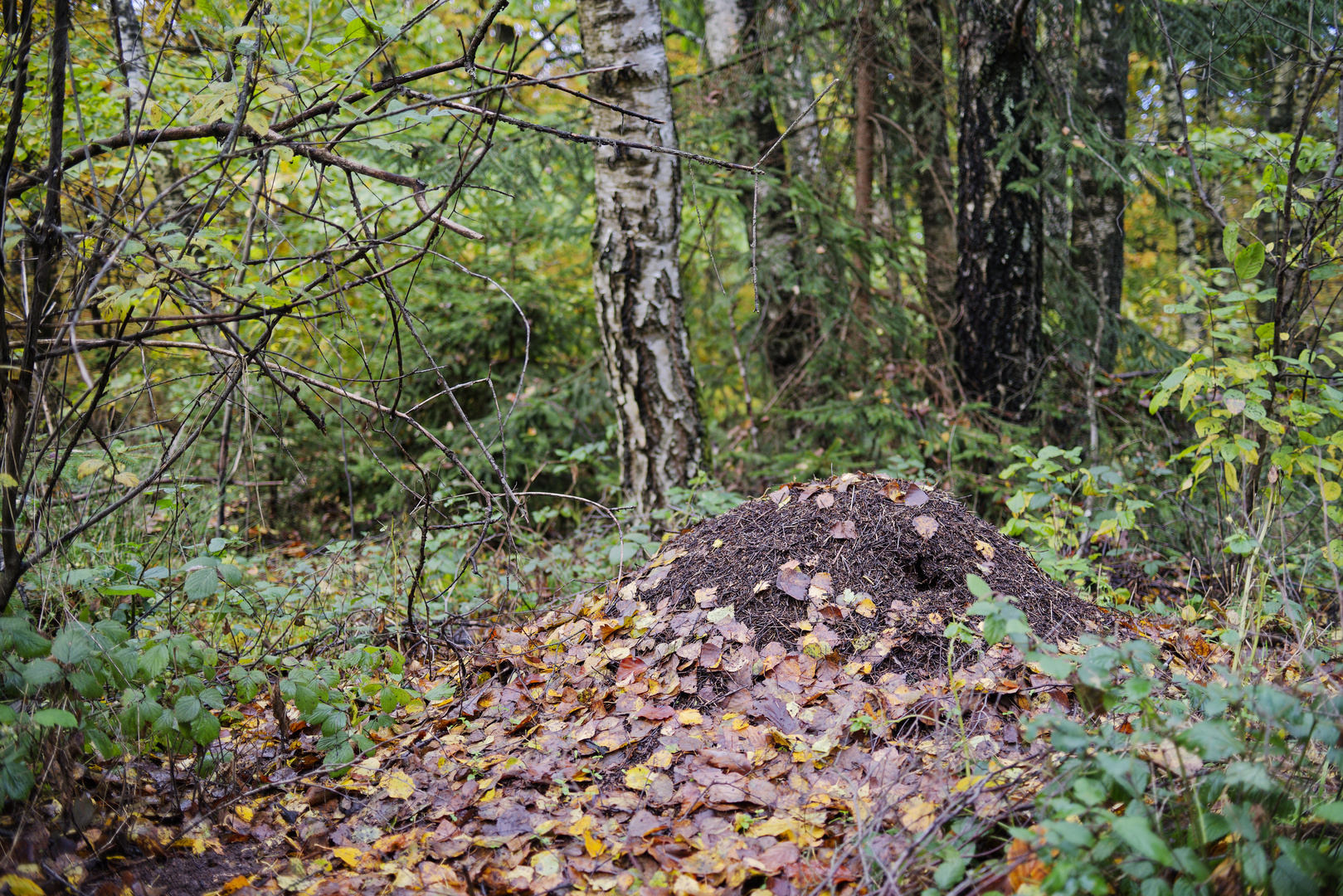 Waldmotive, hier: Winterruhe im Ameisenland