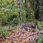 Waldmotive, hier: Winterruhe im Ameisenland