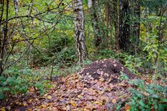 Waldmotive, hier: Winterruhe im Ameisenland