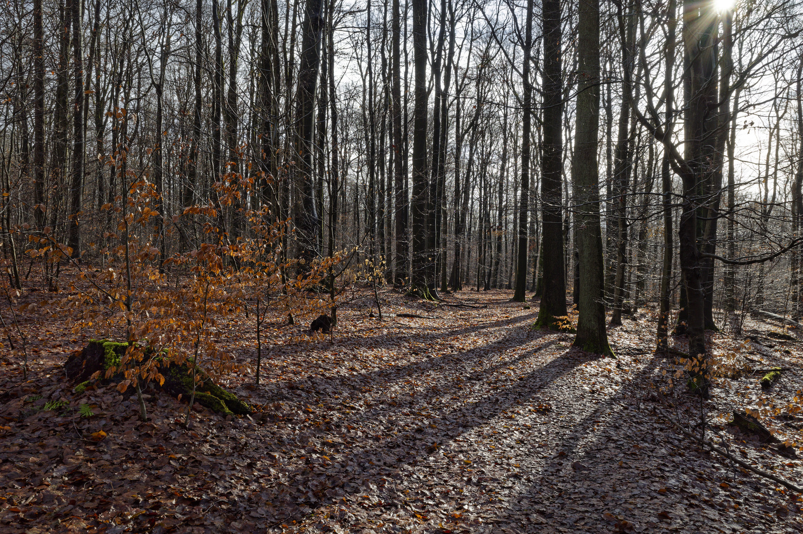 Waldmotive, hier: Wintersonne im Laubwald