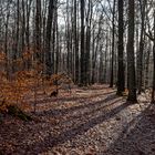 Waldmotive, hier: Wintersonne im Laubwald