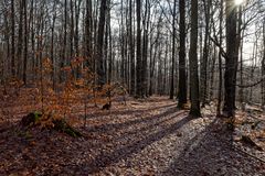 Waldmotive, hier: Wintersonne im Laubwald