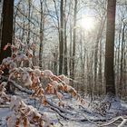 Waldmotive, hier: Winterträume im Laubwald (2)