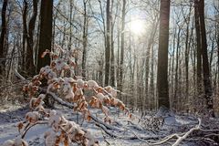 Waldmotive, hier: Winterträume im Laubwald (2)