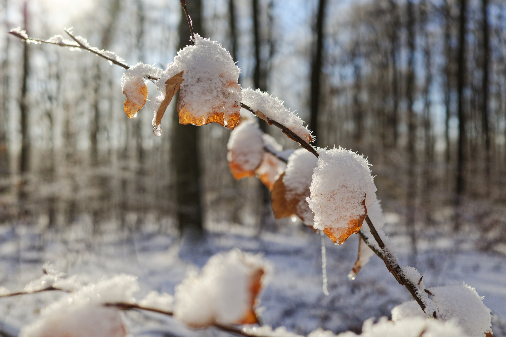 Waldmotive, hier: Winterträume im Laubwald (3)