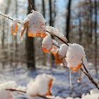 Waldmotive, hier: Winterträume im Laubwald (3)