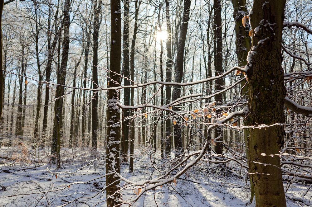 Waldmotive, hier: Winterträume im Laubwald (4)