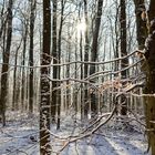 Waldmotive, hier: Winterträume im Laubwald (4)