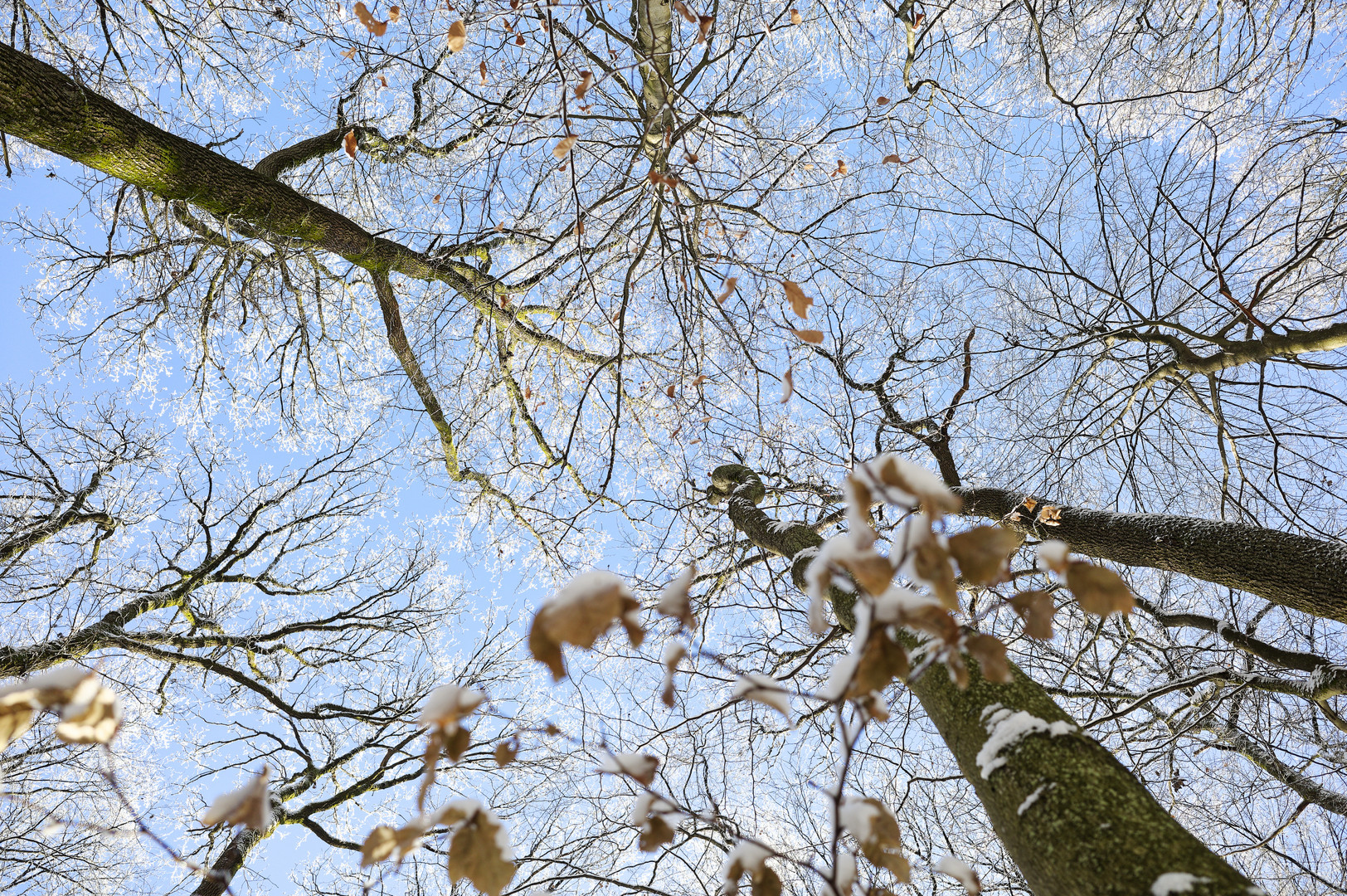 Waldmotive, hier: Winterträume im Laubwald (6)