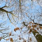 Waldmotive, hier: Winterträume im Laubwald (6)