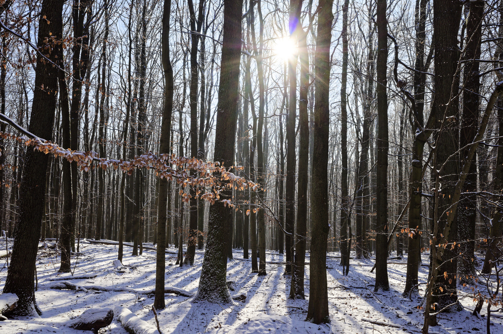 Waldmotive, hier: Winterträume im Laubwald (7)