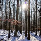 Waldmotive, hier: Winterträume im Laubwald (7)
