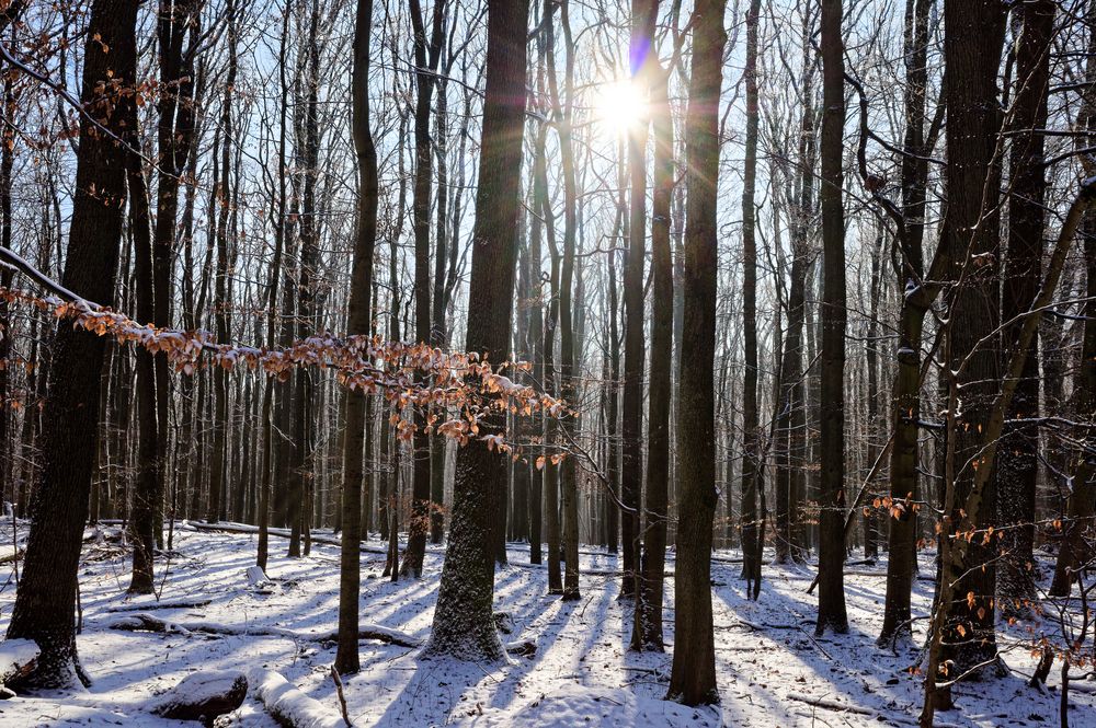 Waldmotive, hier: Winterträume im Laubwald (7)