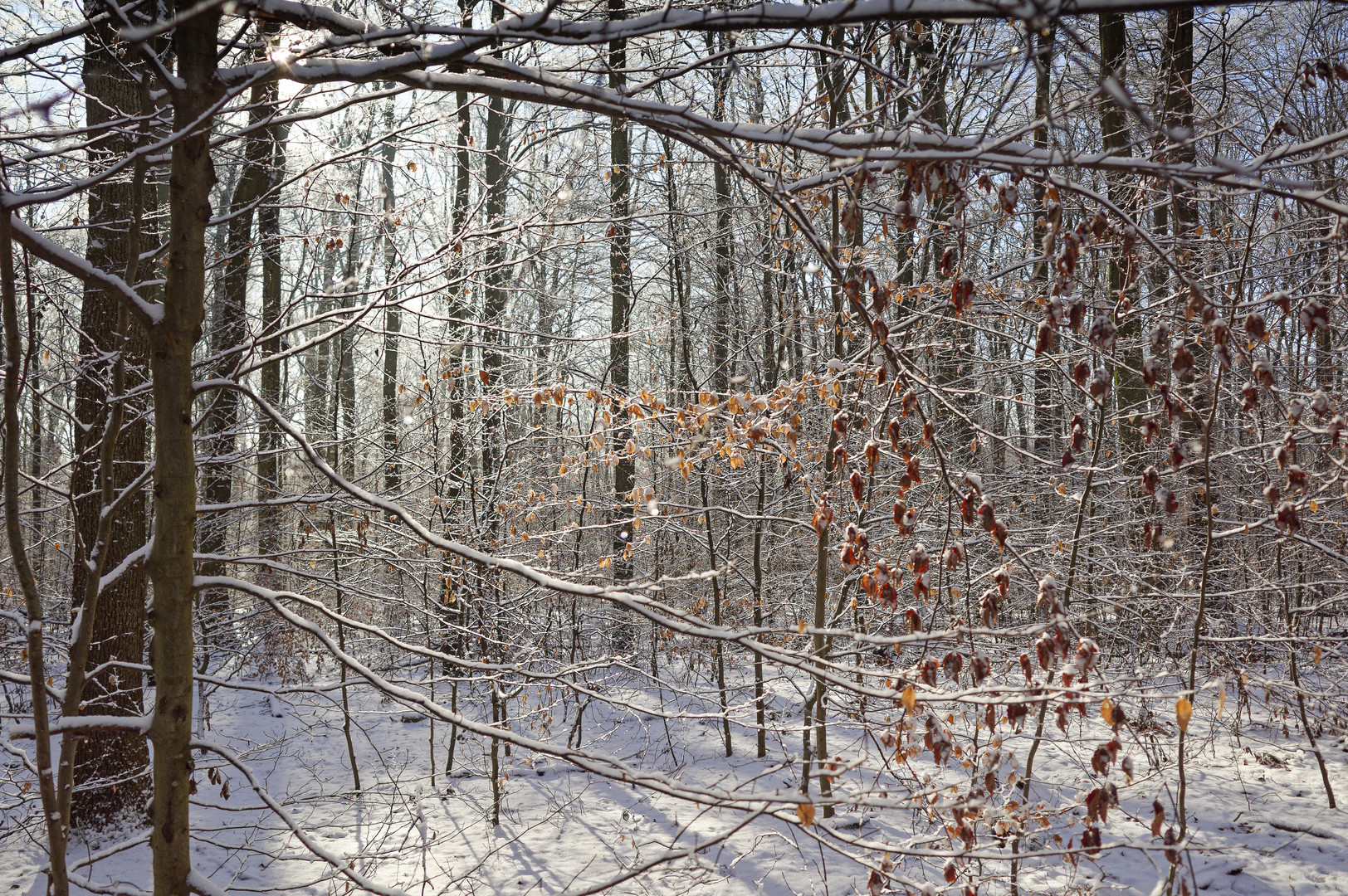 Waldmotive, hier: Winterträume im Laubwald (8)