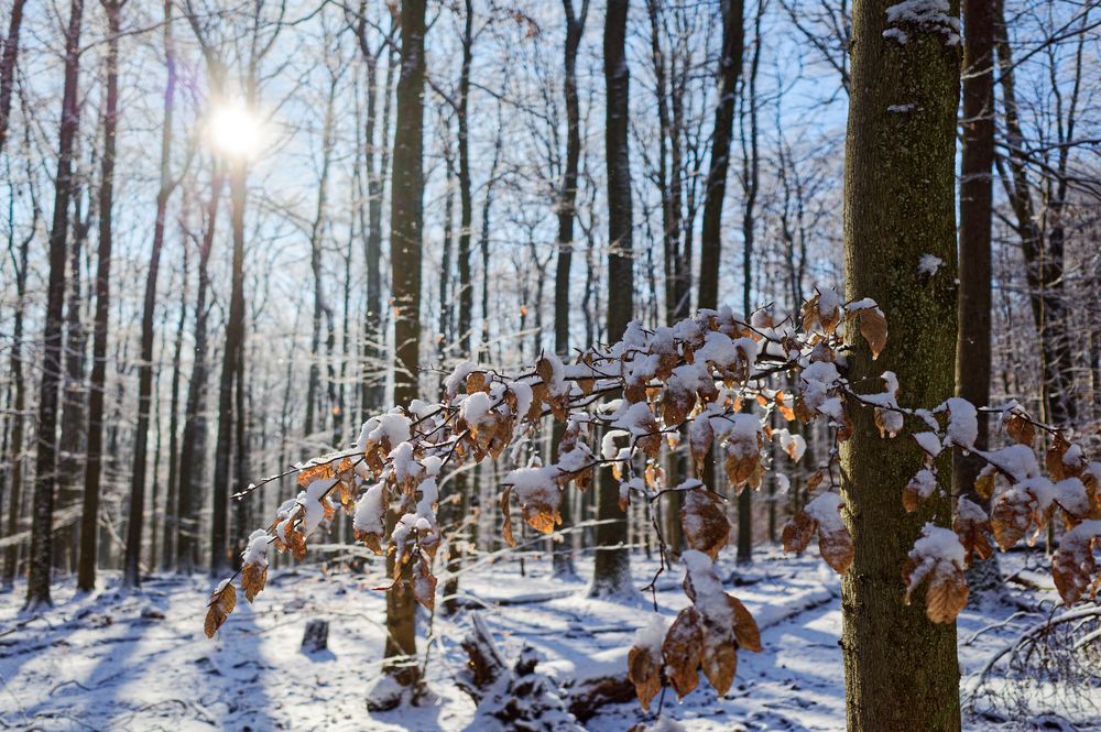 Waldmotive, hier: Winterträume im Laubwald (9)