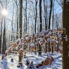 Waldmotive, hier: Winterträume im Laubwald (9)