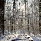 Waldmotive, hier: Winterträume im Laubwald