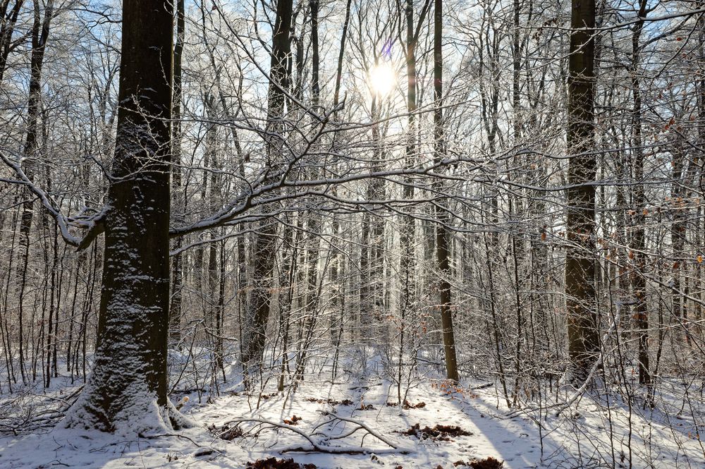 Waldmotive, hier: Winterträume im Laubwald
