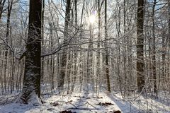 Waldmotive, hier: Winterträume im Laubwald