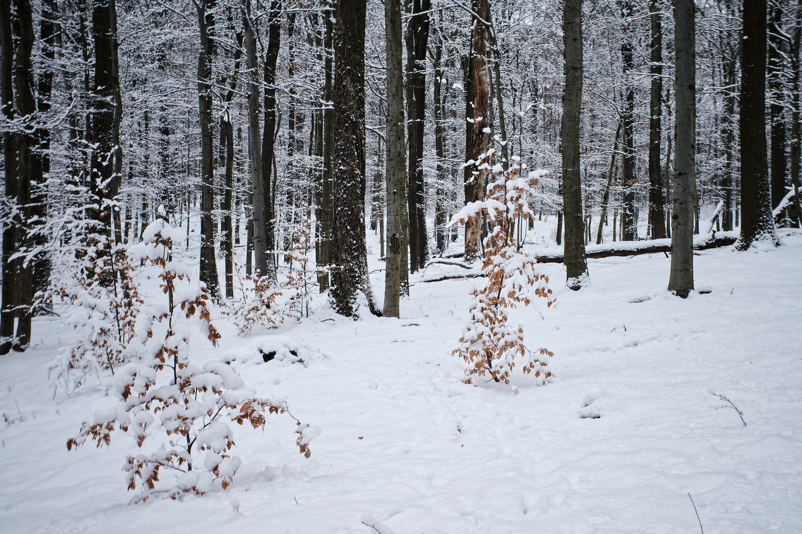 Waldmotive, hier: Winterträume im Schneewald