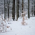 Waldmotive, hier: Winterträume im Schneewald