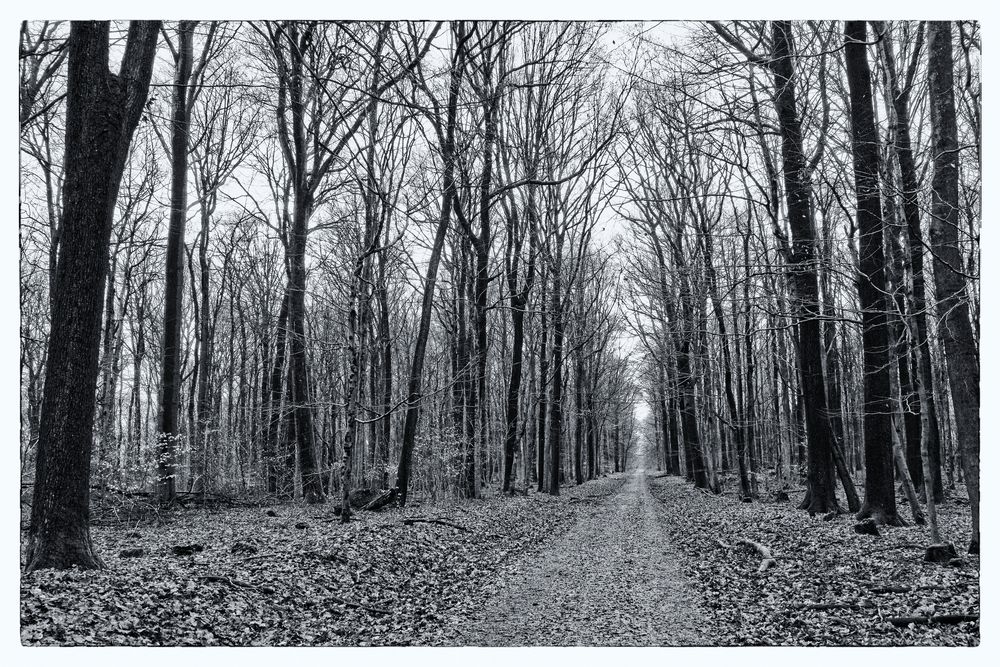 Waldmotive, hier: wo der Weg wohl hinführt?