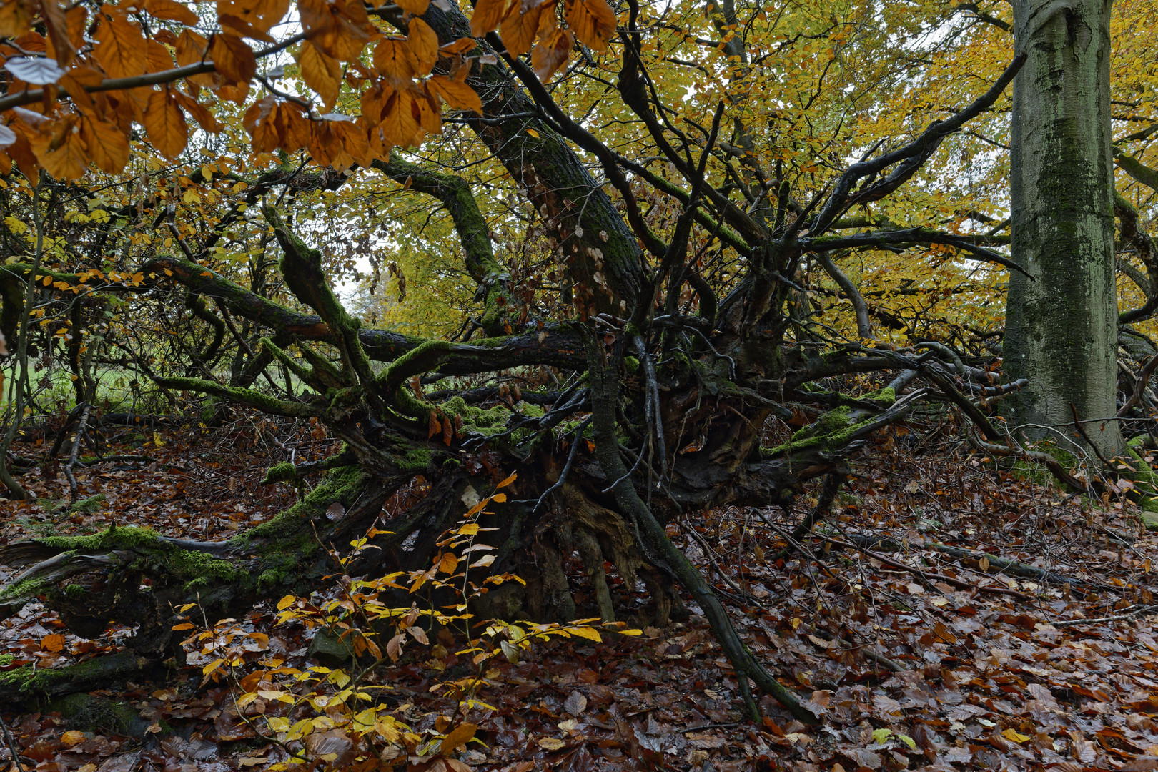 Waldmotive, hier: Wurzelmonster