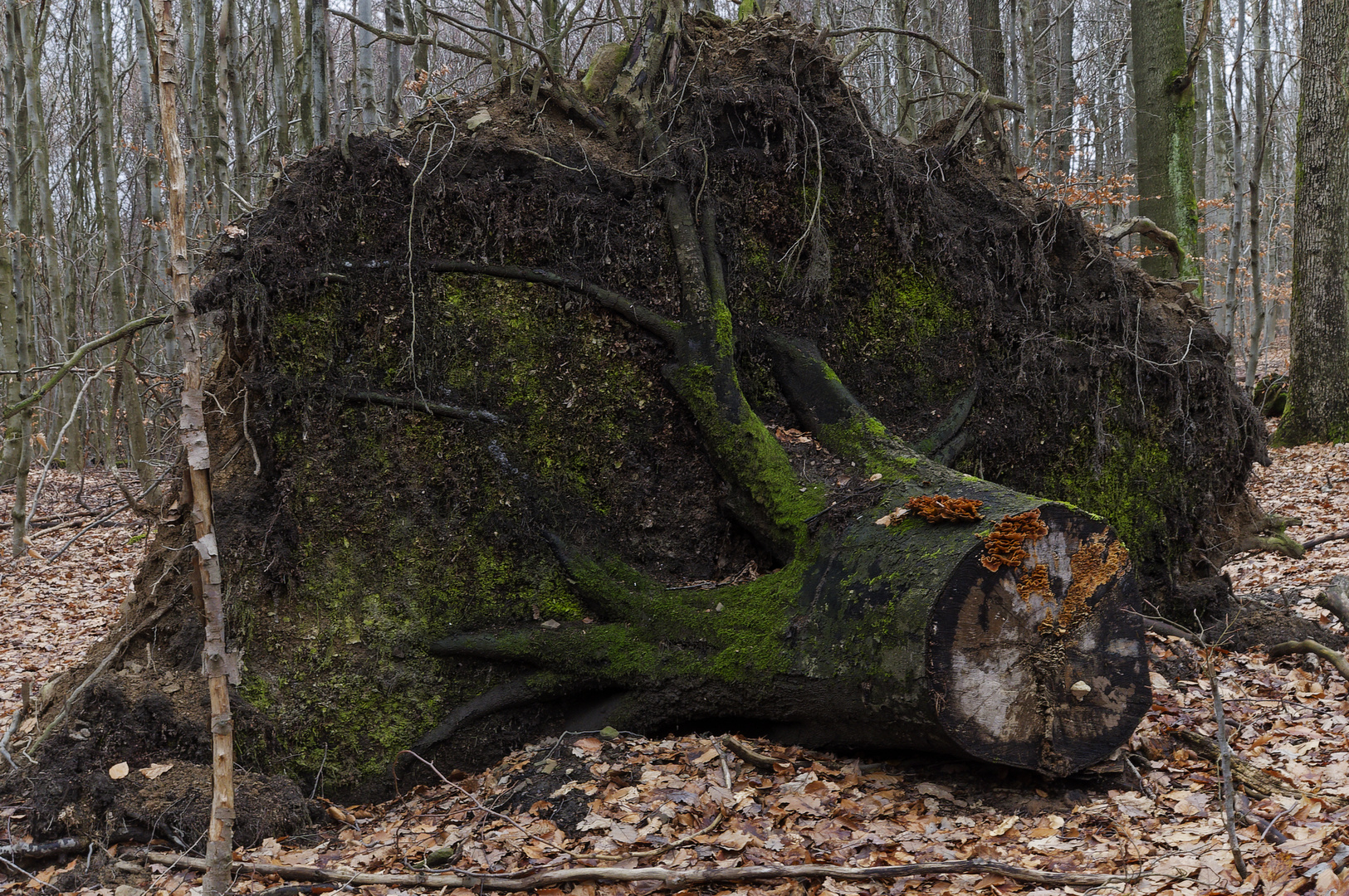 Waldmotive, hier: Wurzelteller einer umgestürzten Buche