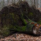 Waldmotive, hier: Wurzelteller einer umgestürzten Buche