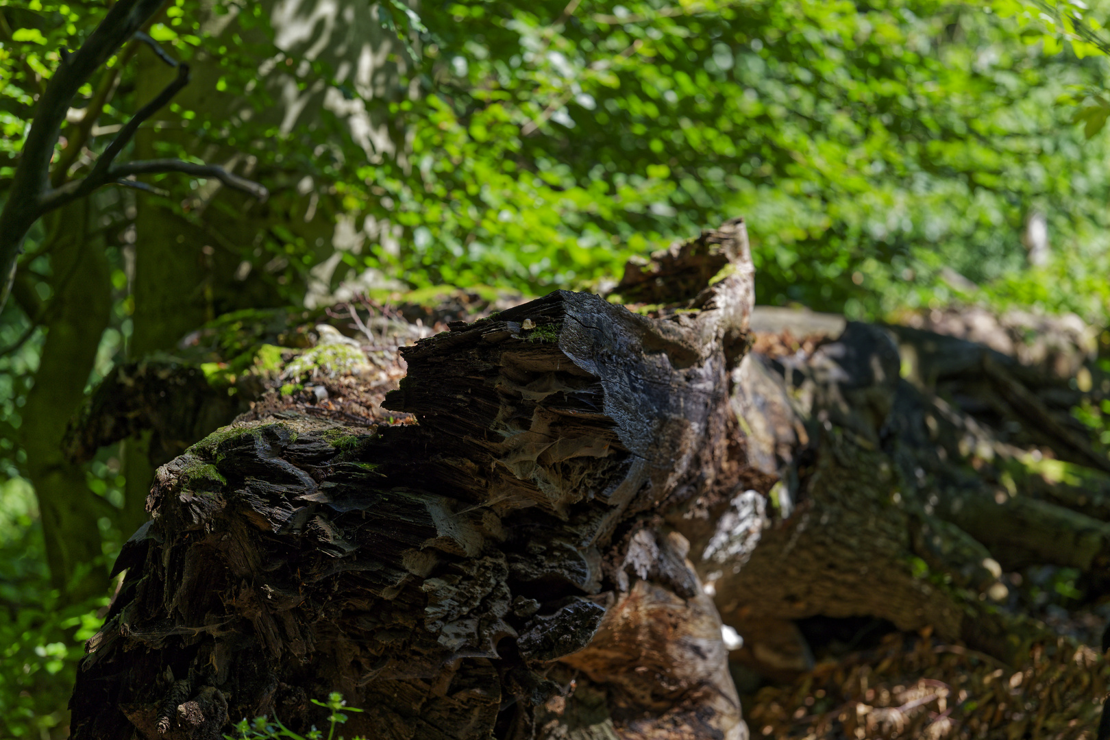 Waldmotive, hier: zerborstene Buche mit Spinnennetzen