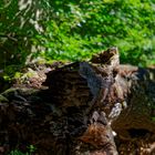 Waldmotive, hier: zerborstene Buche mit Spinnennetzen